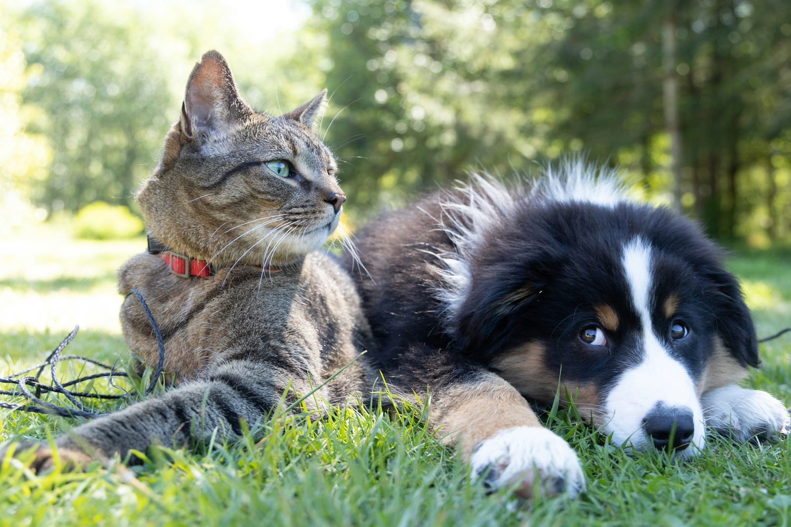 Gato e filhote de cachorro deitados juntos na grama